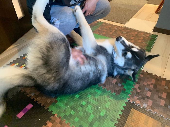 パパさんと戯れるリュックちゃん