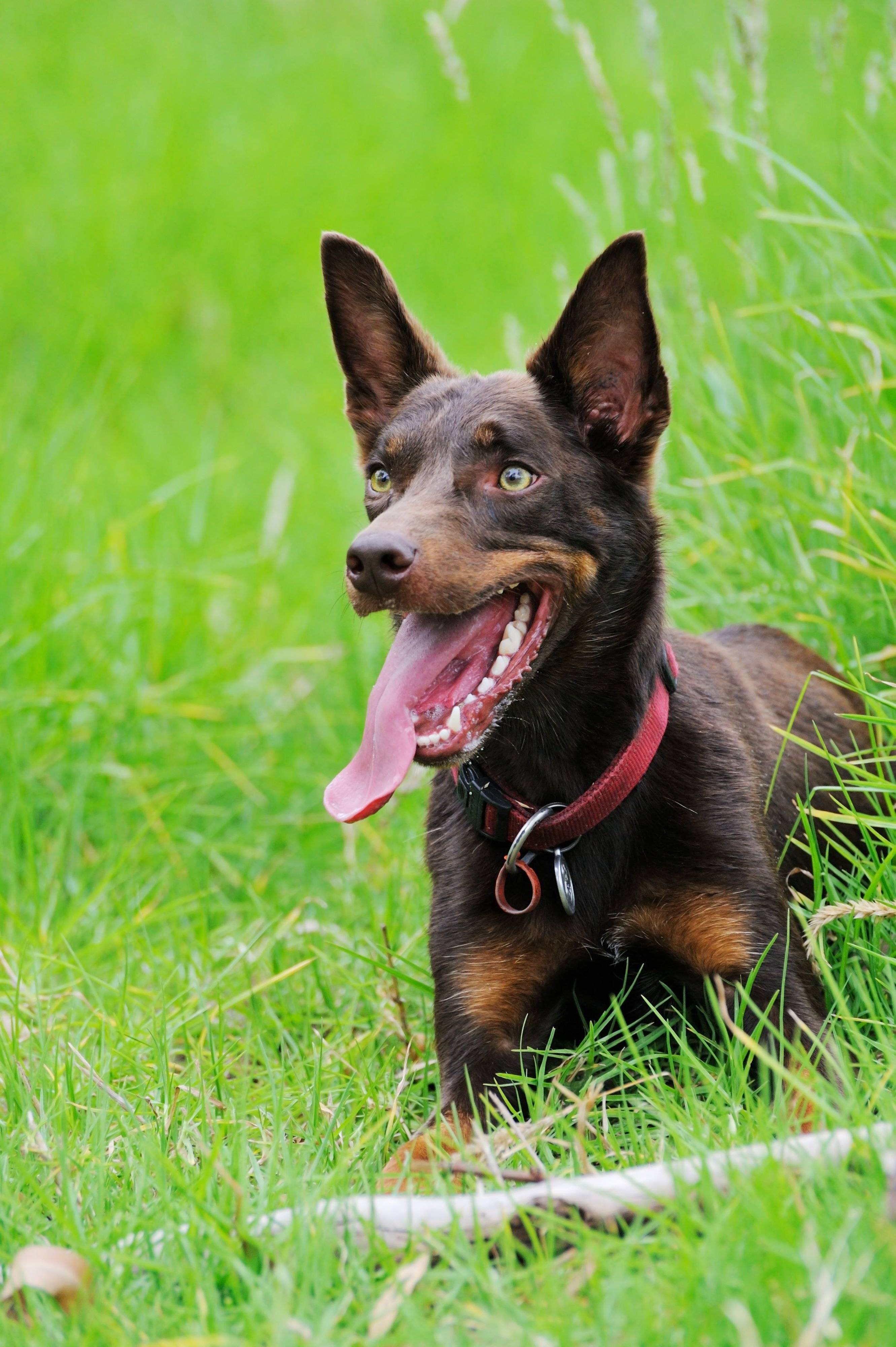 オーストラリアン・ケルピー