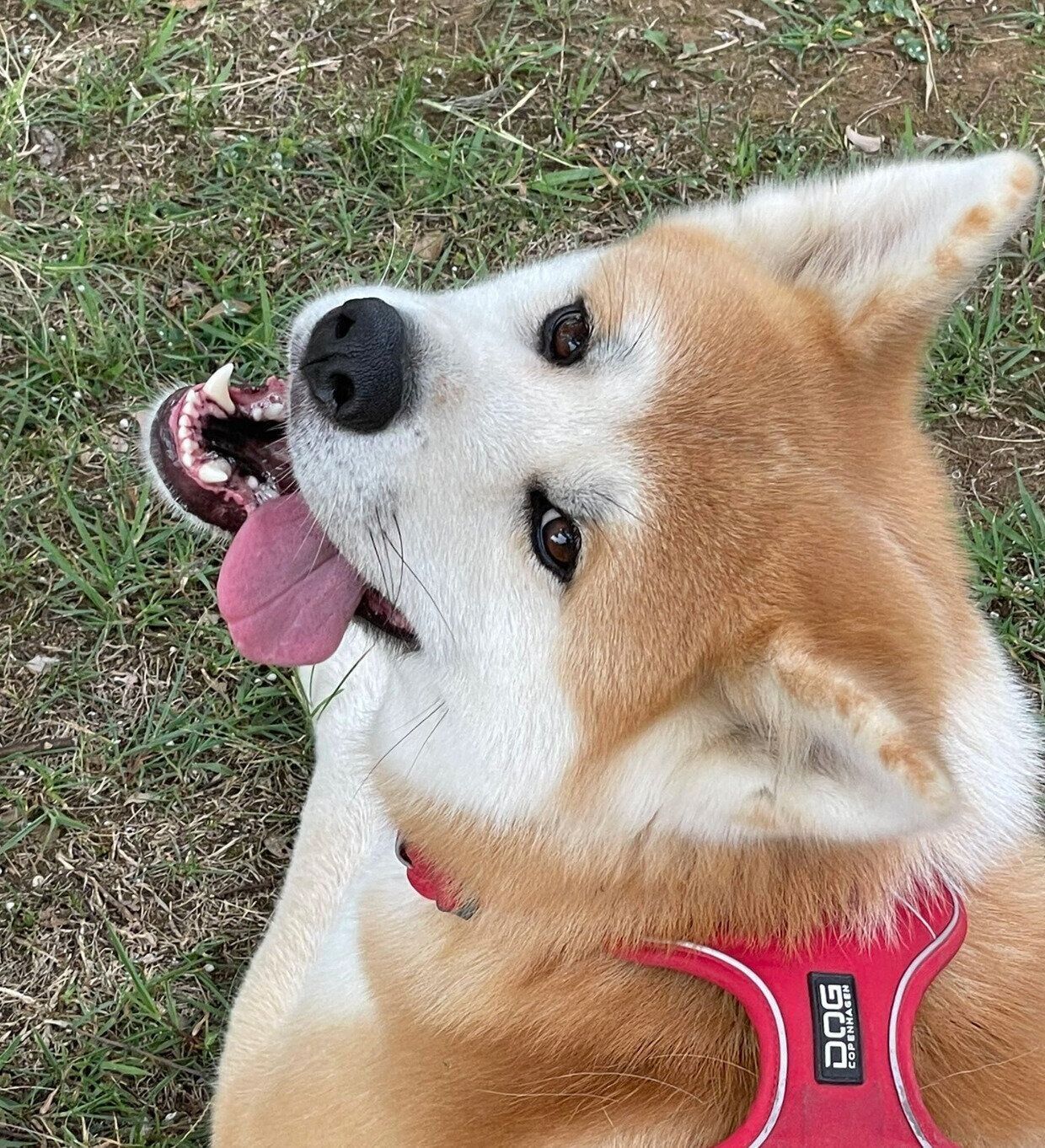 可愛い表情をするルナちゃん