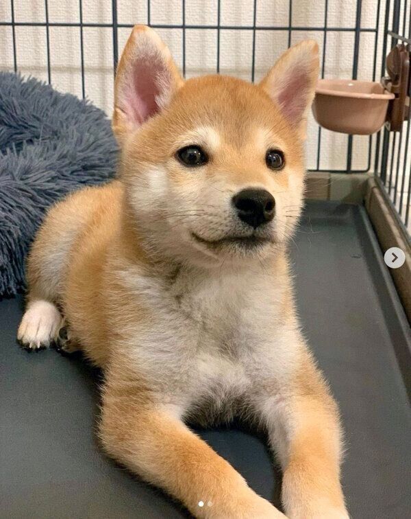 目をキラキラさせるゴン太くん