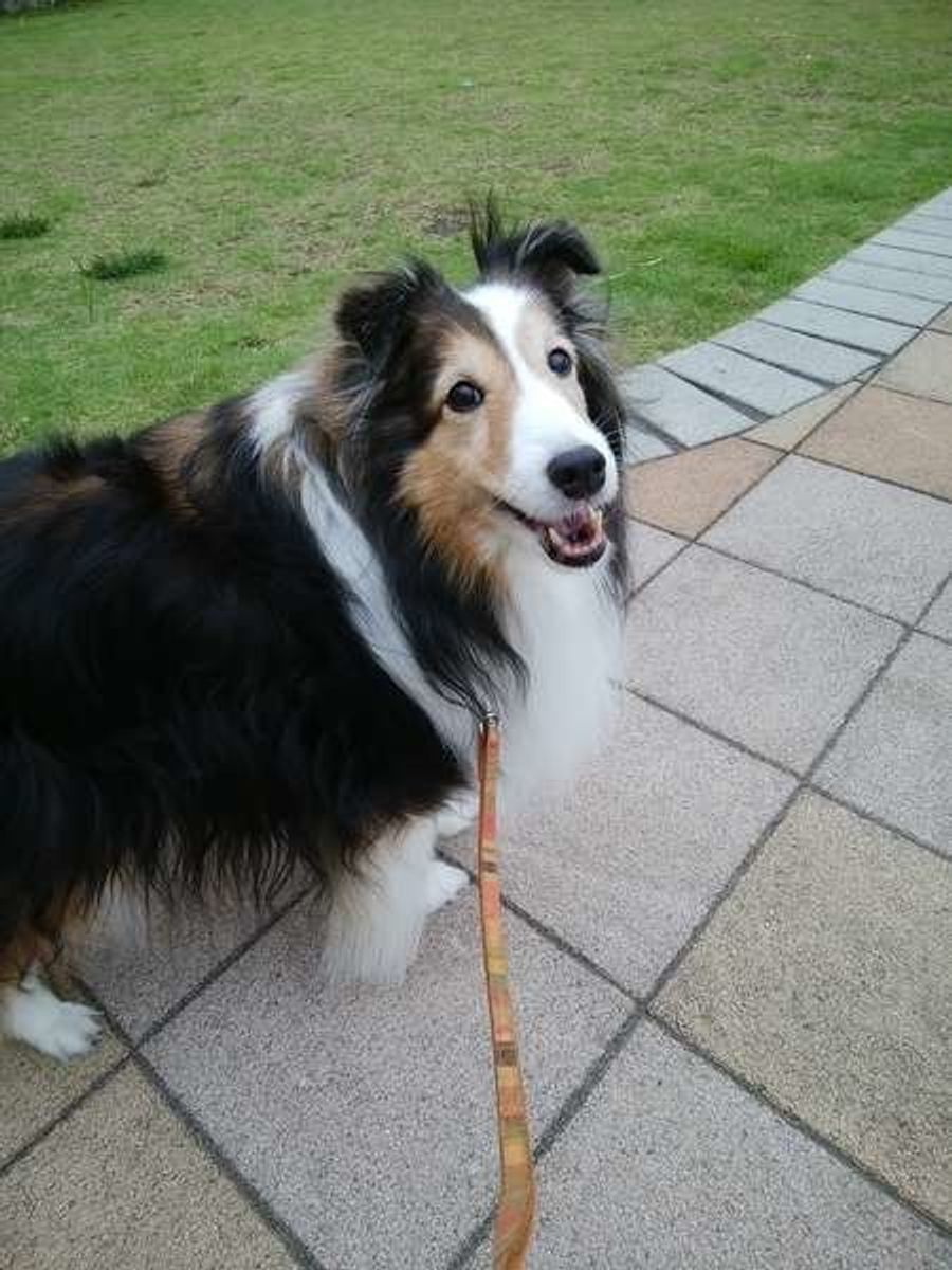 犬もしゃっくりする ほっておいていい 病気が原因になるケースは いぬのきもちweb Magazine 犬もしゃっくりする ほっておいていい 病気が原因になるケースは いぬのきもちweb Magazine
