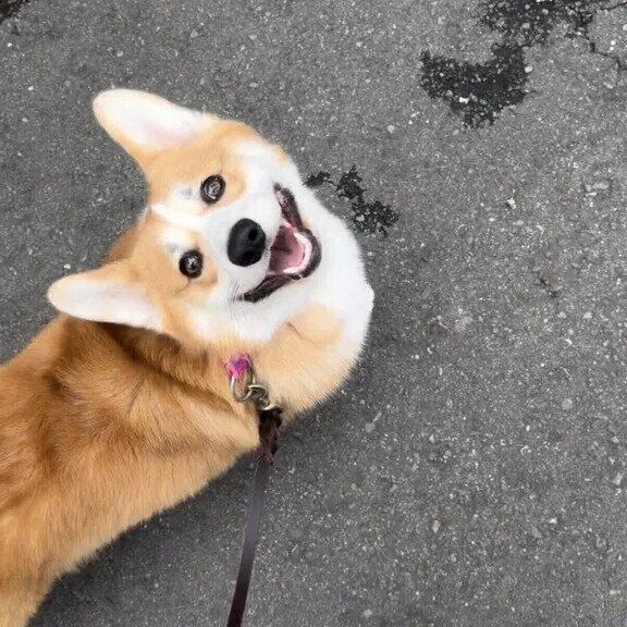 眩しいほどの“笑顔”で飼い主さんを見つめるりくくん