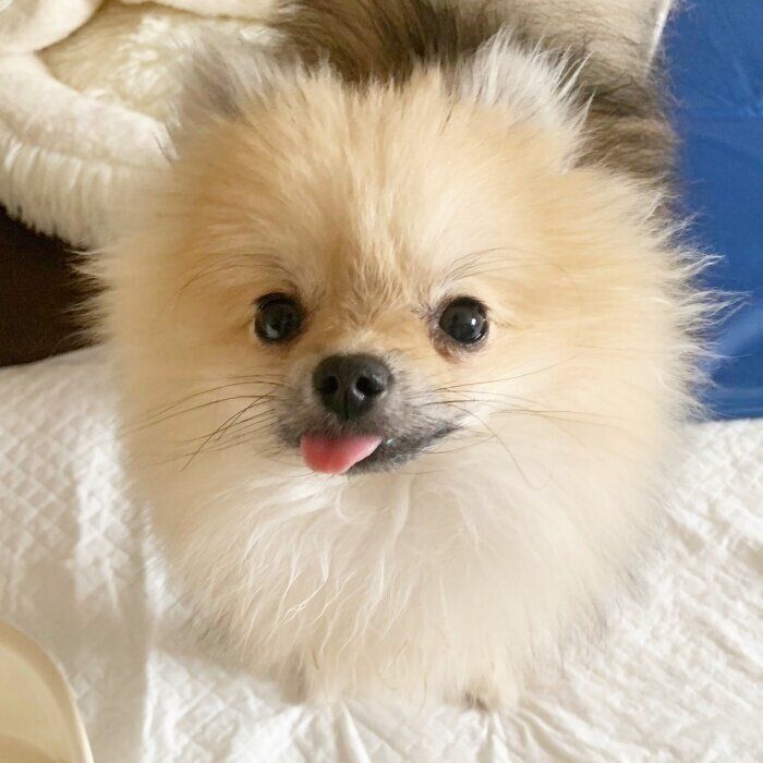 ペロッと舌を出してカメラを見つめるちもちゃん
