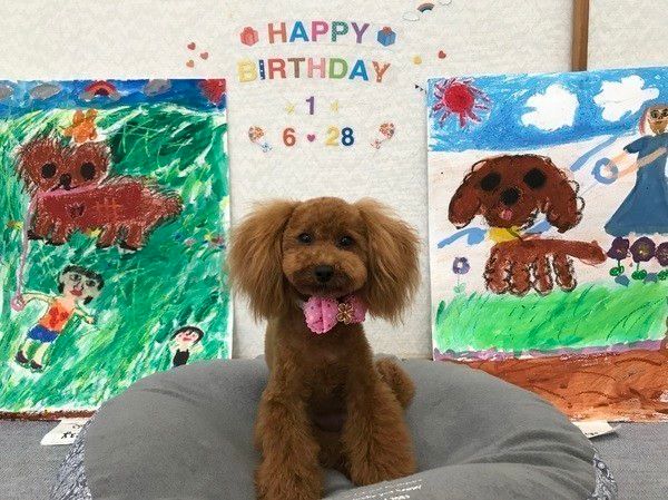 誕生日の犬