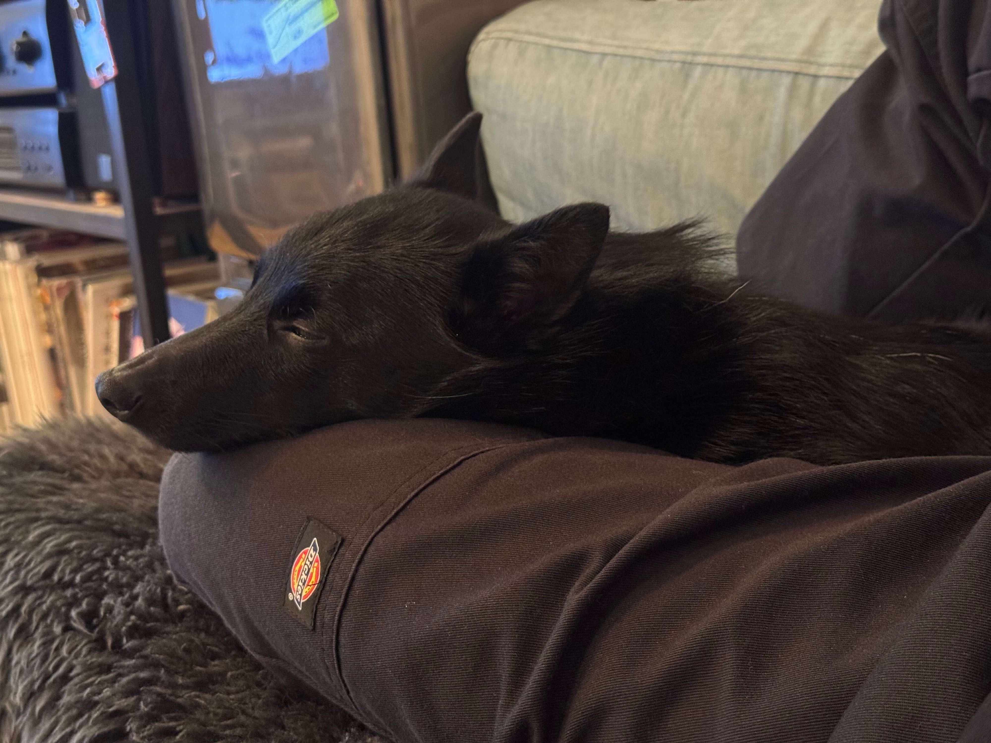 寝ているスキッパーキ