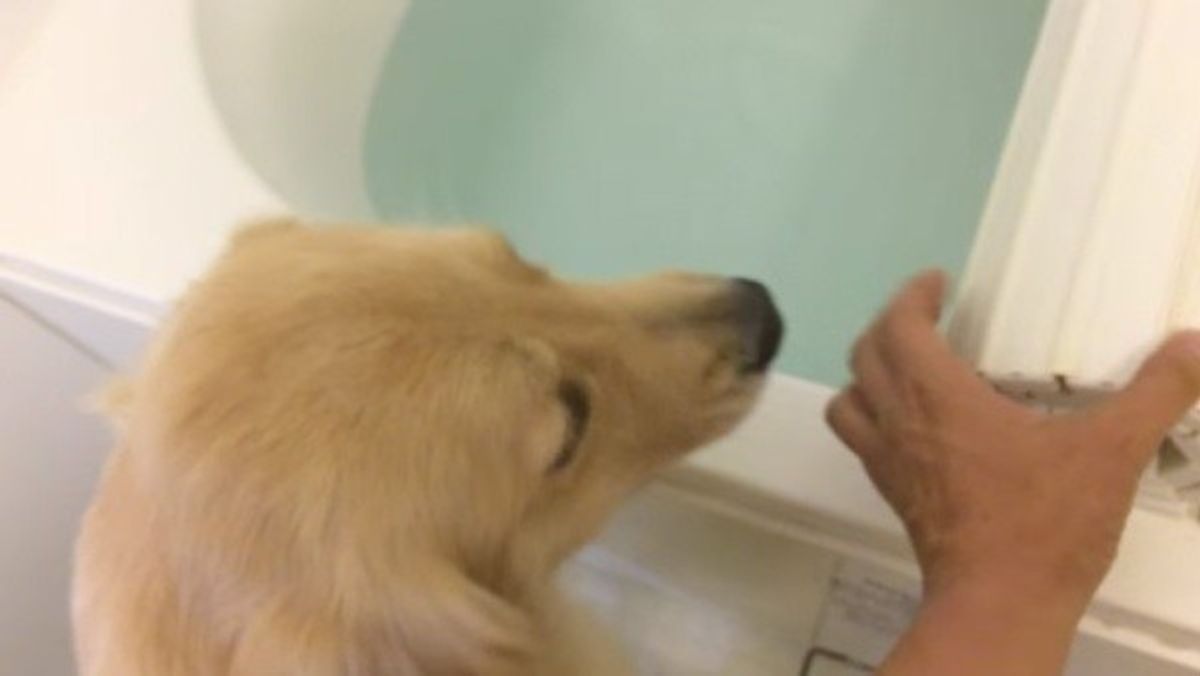 飼い主さんと一緒にお風呂に入りたいワンコ しばらくすると もう1匹お風呂場に入ってきて いぬのきもちweb Magazine 飼い主さんと一緒にお風呂に入りたいワンコ しばらくすると もう1匹お風呂場に入ってきて いぬのきもちweb Magazine