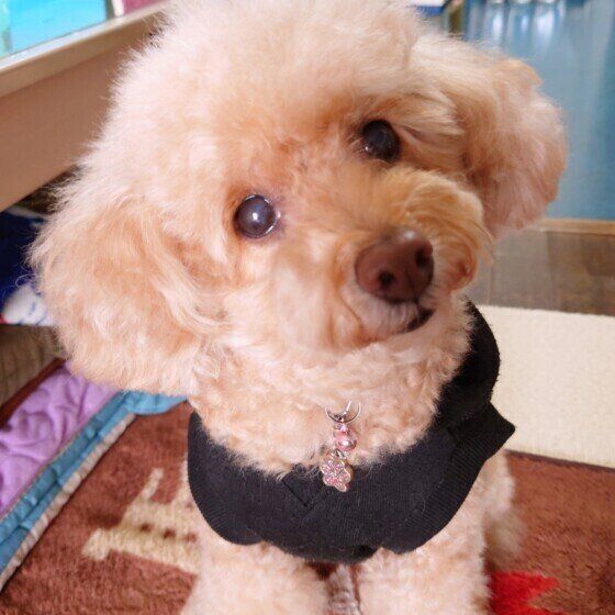 認知症の犬が吠えるのはなぜ? 吠え続ける場合の対処法を獣医師に聞いた いぬのきもち