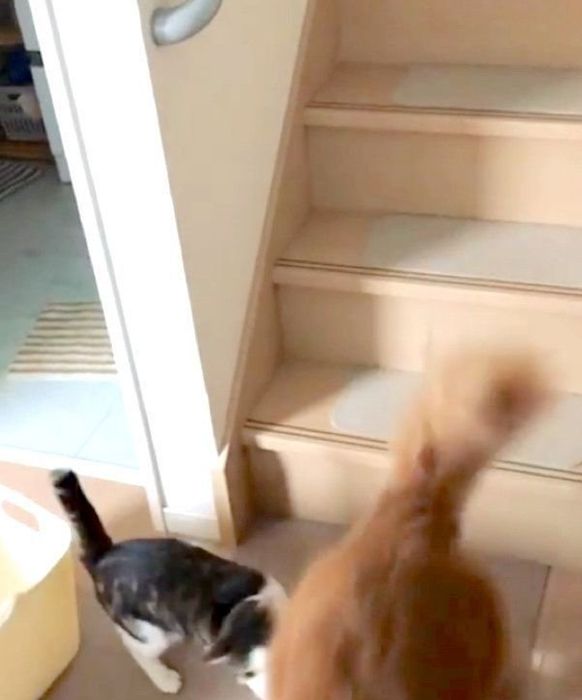 猫に奇襲攻撃をしかけられるゴールデン・レトリーバー