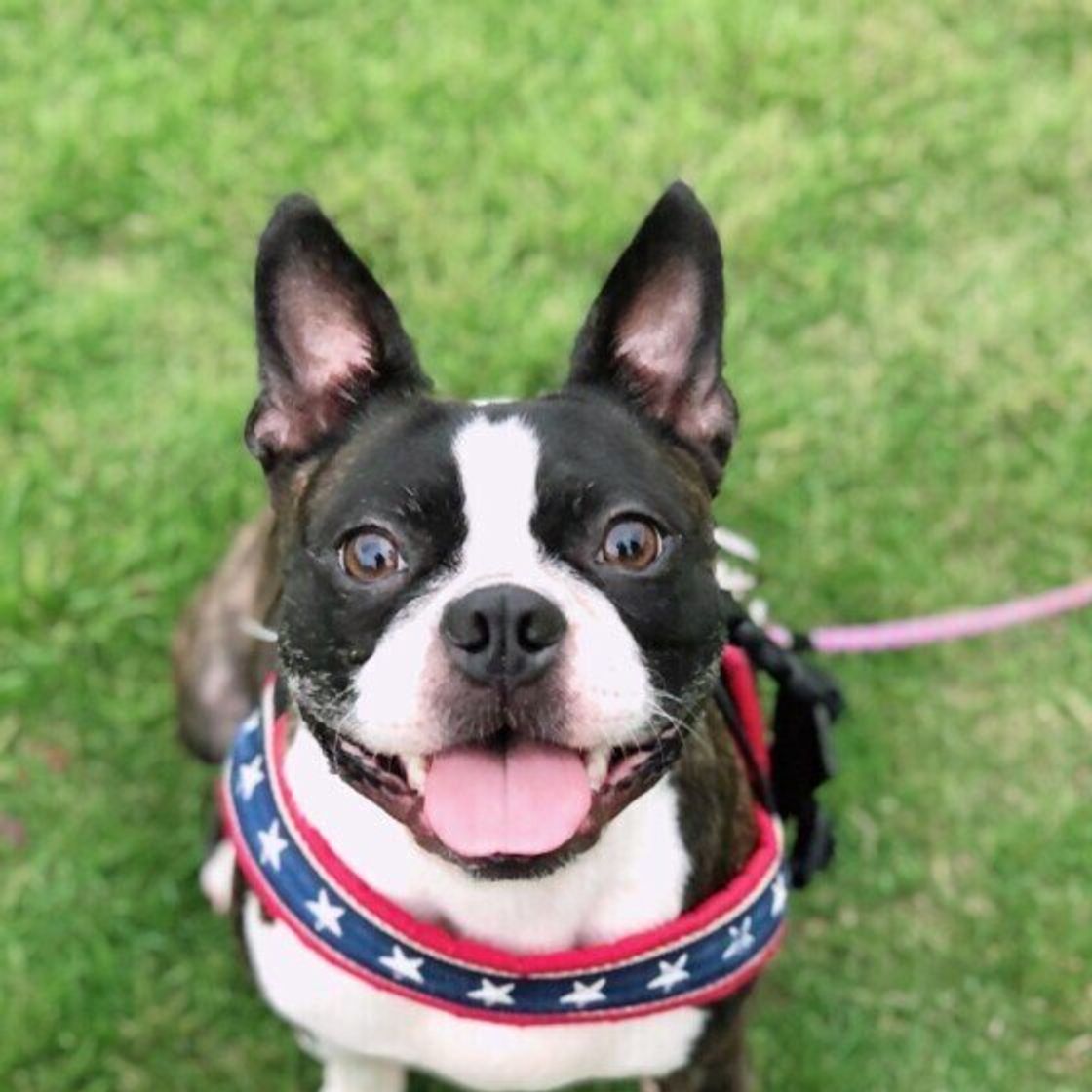 もうすぐバレンタイン 犬にチョコレートを与えてはいけない 理由を知っている いぬのきもちweb Magazine もうすぐバレンタイン 犬にチョコレートを与えてはいけない 理由を知っている いぬのきもちweb Magazine