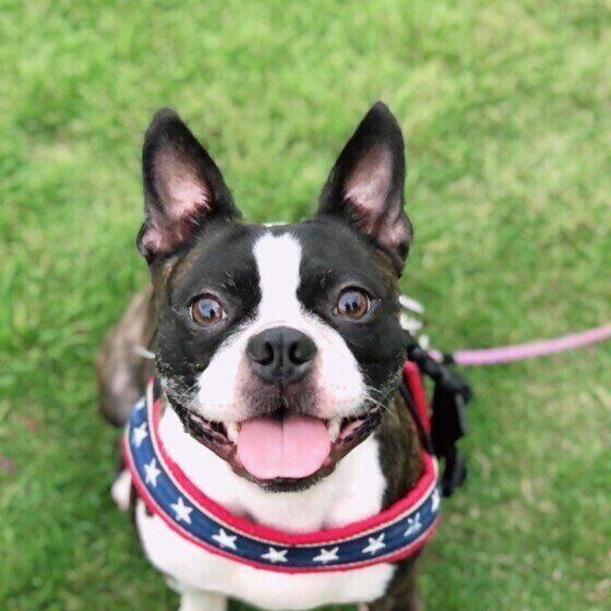 ボストン・テリア