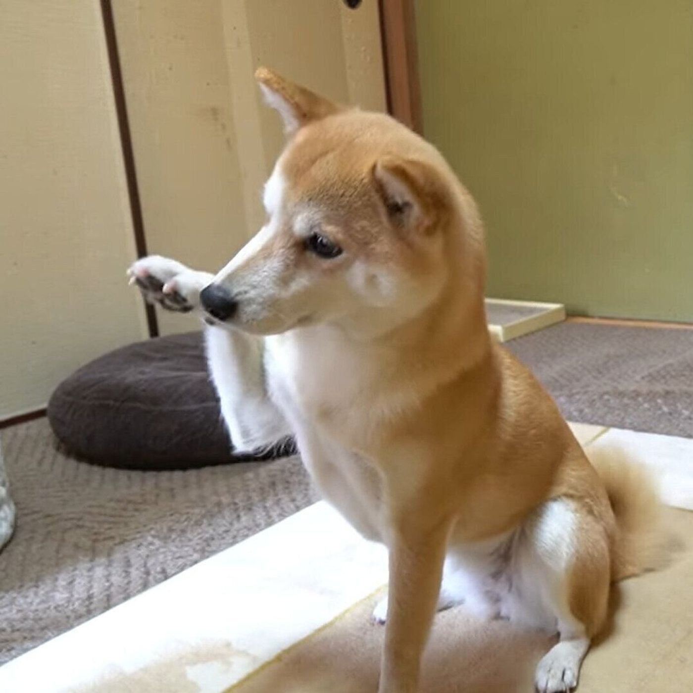 もはやゲームではない パパと当てっこ遊びをする柴犬 激しくなりすぎてそれどころじゃなくなる いぬのきもちweb Magazine もはやゲームではない パパと当てっこ遊びをする柴犬 激しくなりすぎてそれどころじゃなくなる いぬのきもちweb Magazine