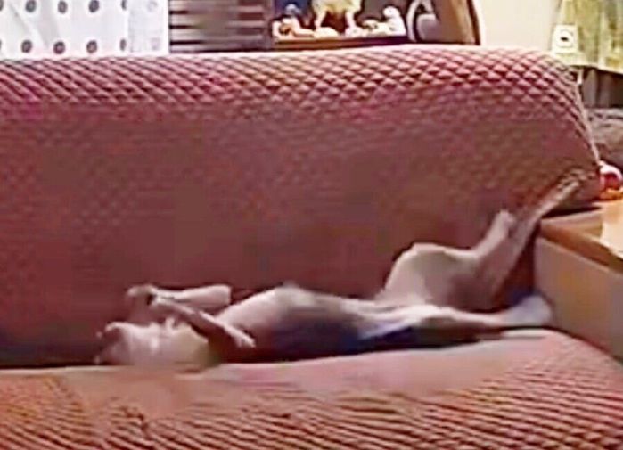 仰向けになって眠るつぶしゃん