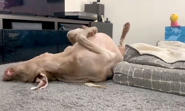 犬用おやつの タラ をあげると 毎回 ありがとうダンス を踊る犬がおもしろい いぬのきもちweb Magazine