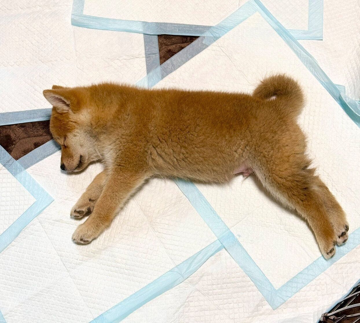 コテンと寝落ちしてしまったいぶきちゃん