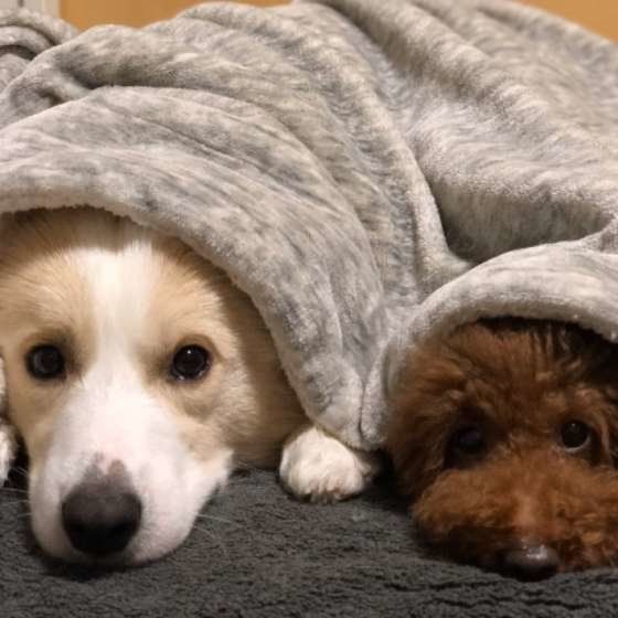 一緒にいると犬種は違っても雰囲気が似てくる？