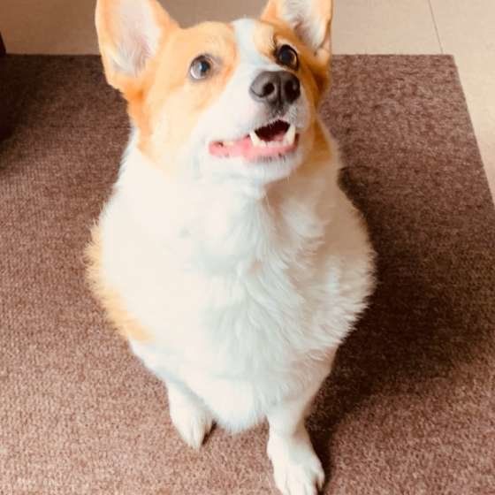 笑顔のコーギー