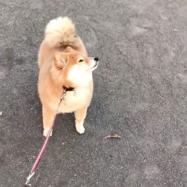 駄々をこねちゃうちよちゃん