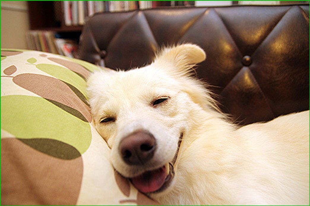 犬はなぜ悪夢を見るのか 穴澤賢の犬のはなし いぬのきもちweb Magazine 犬はなぜ悪夢を見るのか 穴澤賢の犬のはなし いぬのきもちweb Magazine