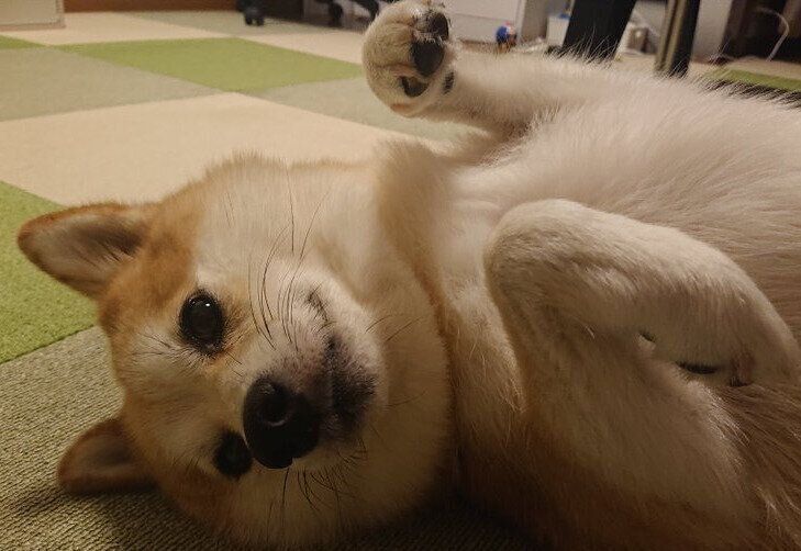 あおむけに寝転がるししまるくん