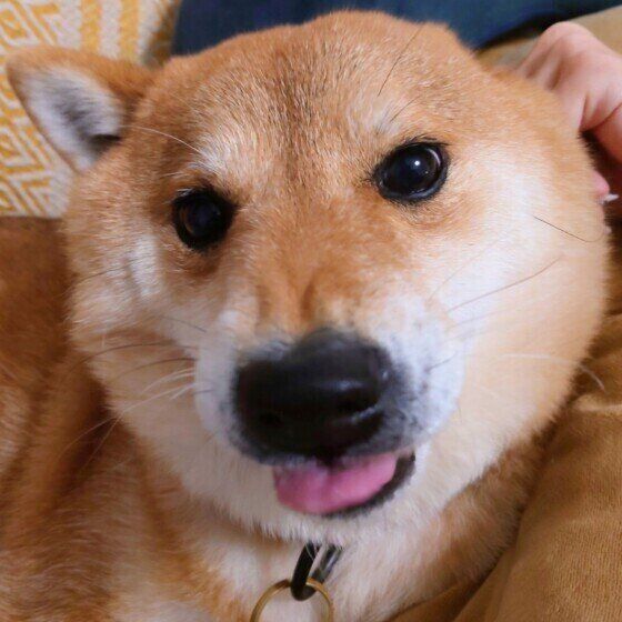 舌をペロッとする柴犬