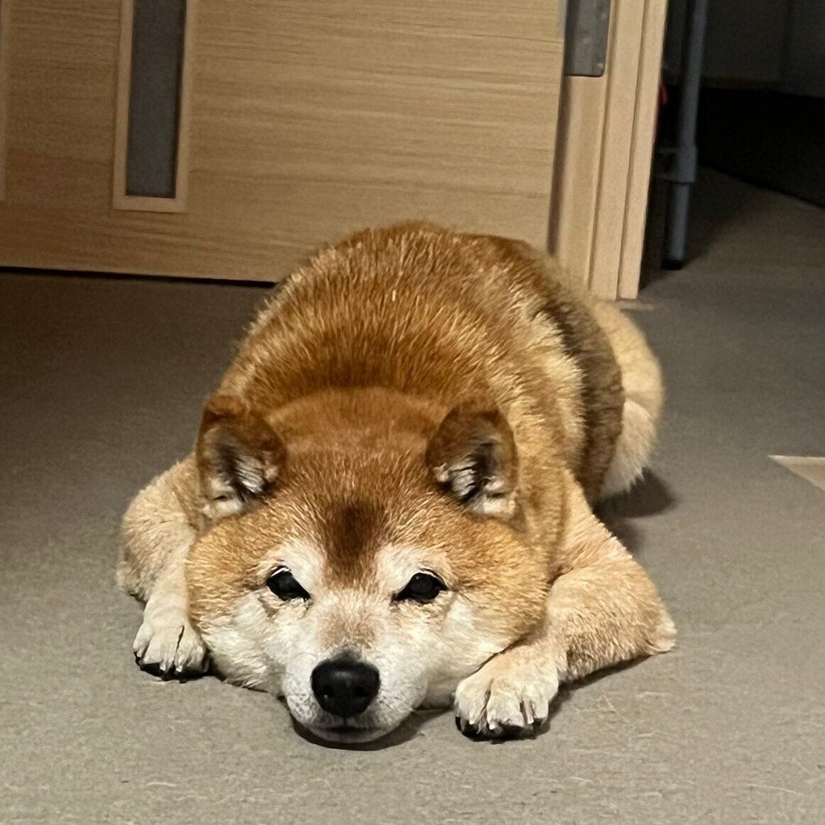 「うちのコ記念日」に撮影したたぬ吉くん。