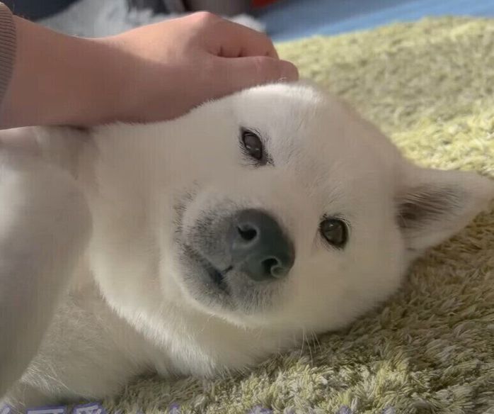 うっとりする柴