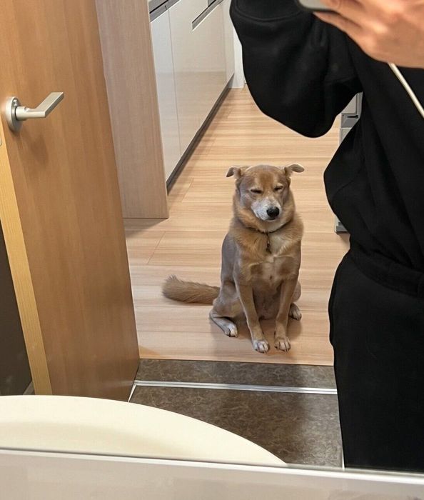 飼い主さんのことを待つあさぎちゃん