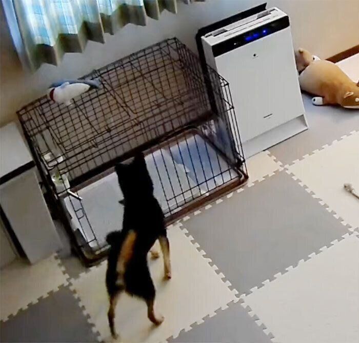 サメのぬいぐるみを取ろうとするこたろーくん