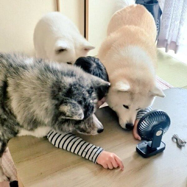 卓上扇風機の前で涼む愛犬たち