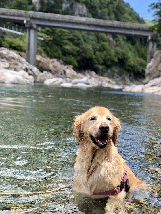 水で遊ぶゴールデン
