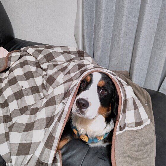 バーニーズ・マウンテン・ドッグ 小町ちゃん