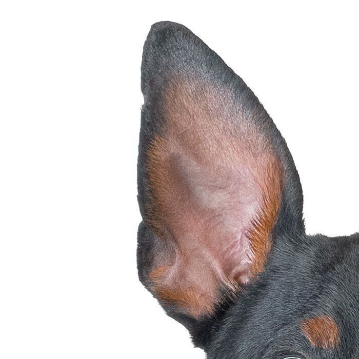 キャンドルイヤー