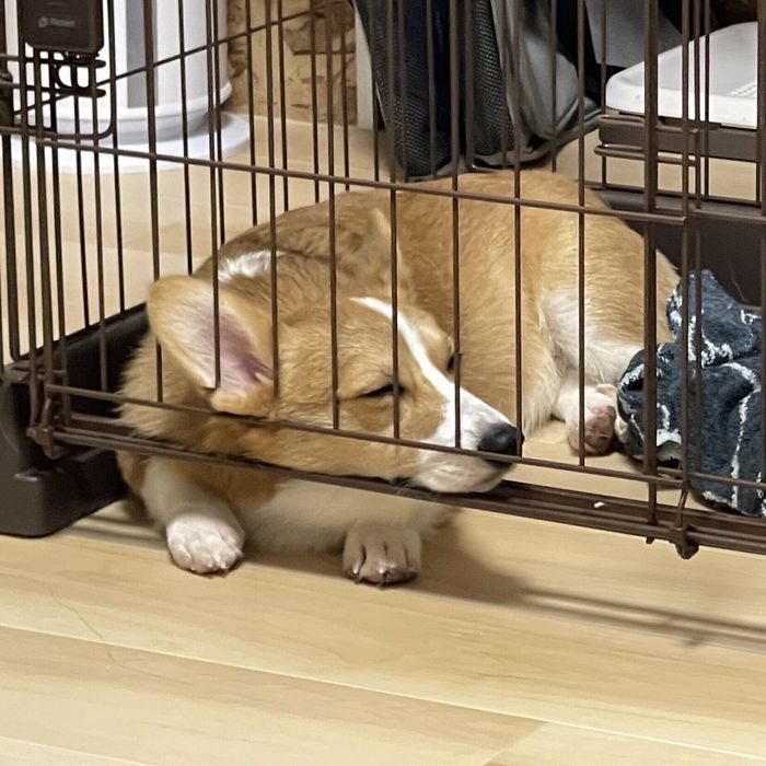 ケージに顔を置いてスヤスヤ