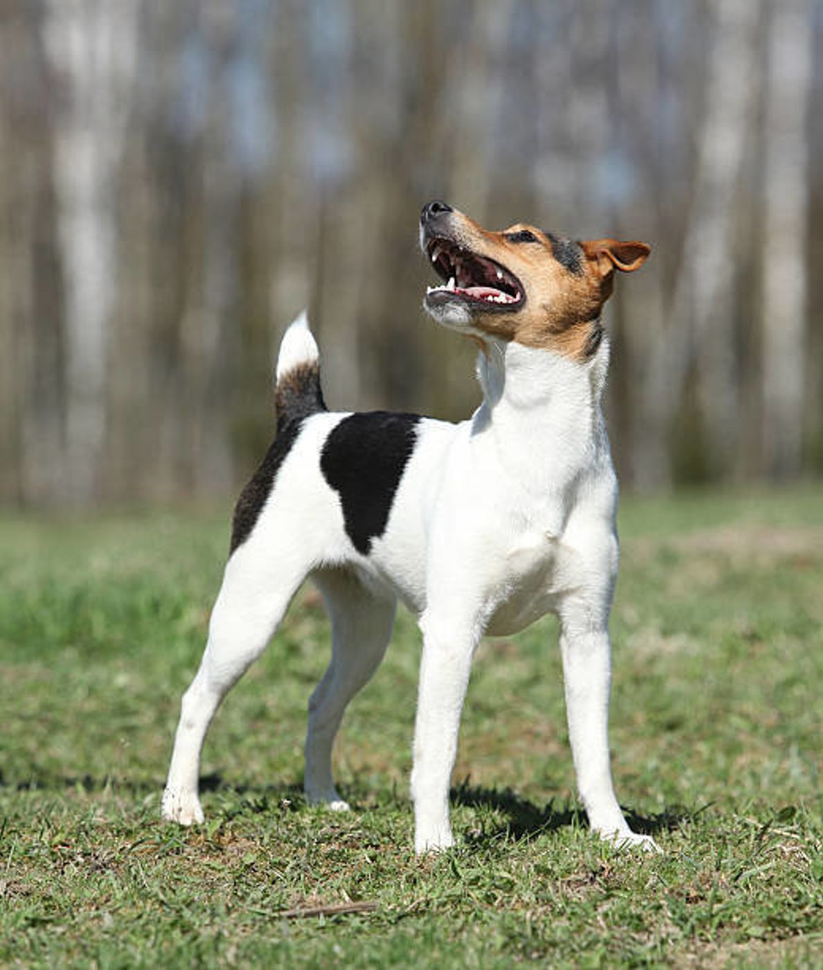パーソン ラッセル テリアの特徴と性格 飼い方 価格相場など 犬図鑑 いぬのきもちweb Magazine パーソン ラッセル テリアの特徴と性格 飼い方 価格相場など 犬図鑑 いぬのきもちweb Magazine
