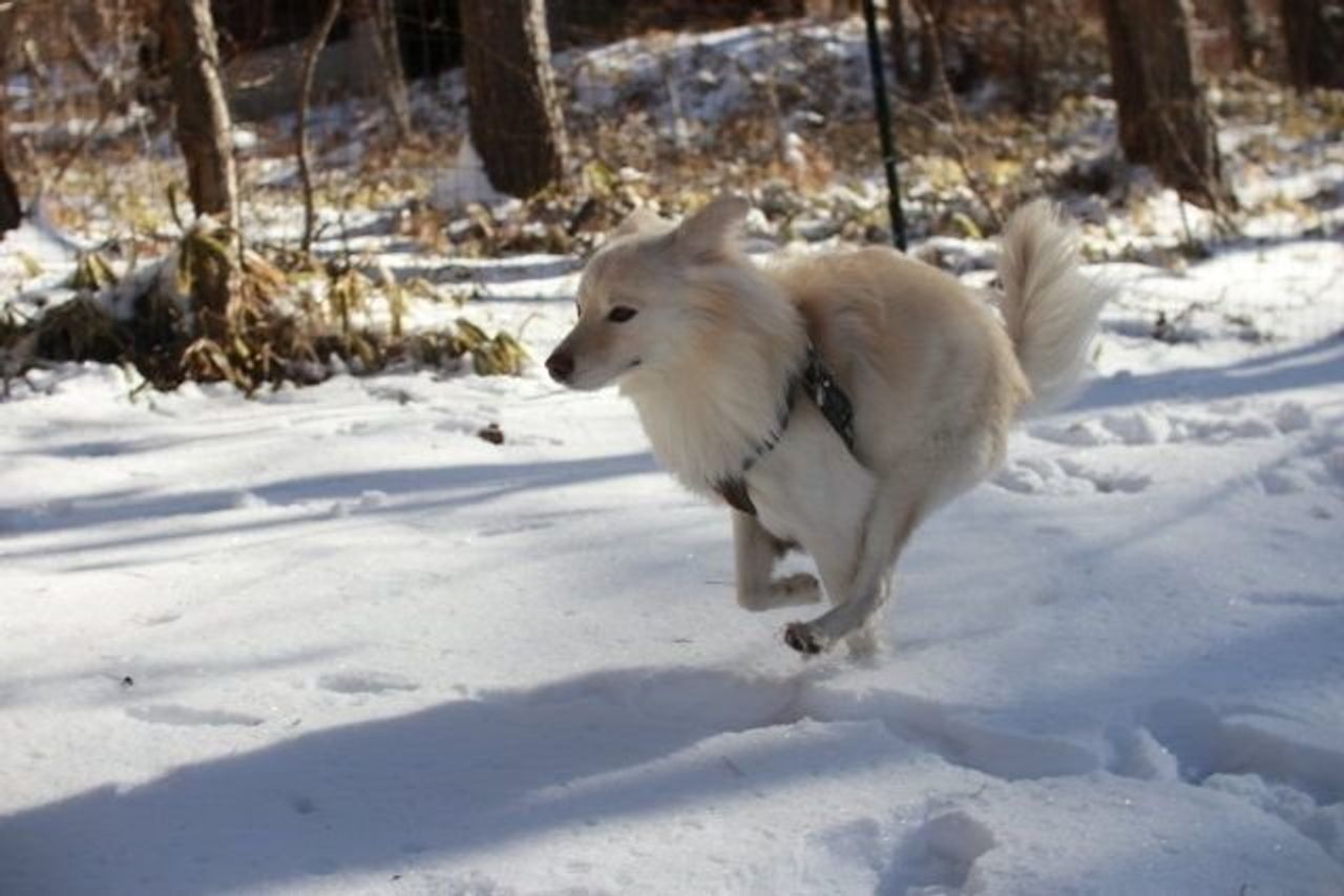 庭駆け回る大福 穴澤賢の犬のはなし いぬのきもちweb Magazine 庭駆け回る大福 穴澤賢の犬のはなし いぬのきもちweb Magazine