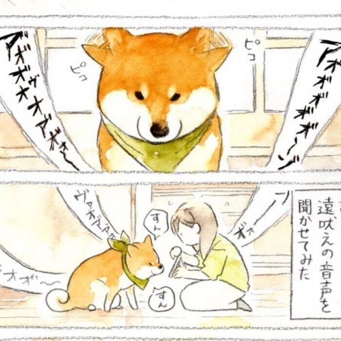「遠吠えの音声」に耳を傾ける柴犬のぽんたくん(画像提供:@yako_sketchさん)