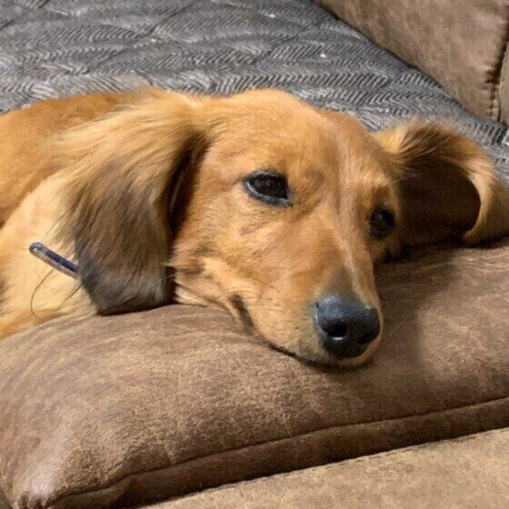 くつろぐミニチュア・ダックスフンド