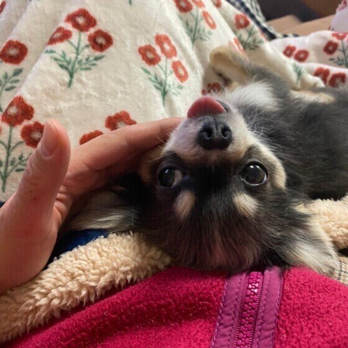 甘えん坊な犬の特徴は ためやすいストレスや対処法も解説 いぬのきもちweb Magazine 甘えん坊な犬の特徴は ためやすいストレスや対処法も解説 いぬのきもちweb Magazine