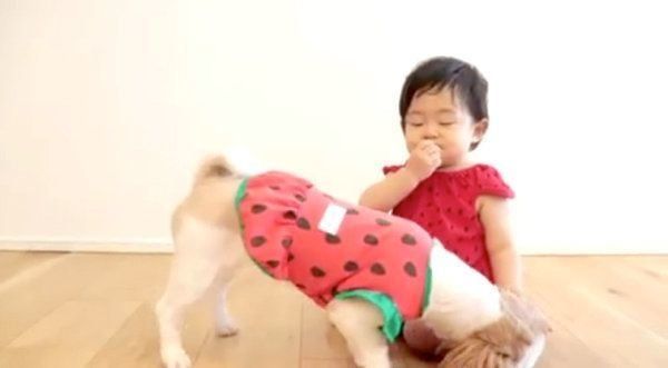 ブロッコリーを食べるシー・ズーと女の子