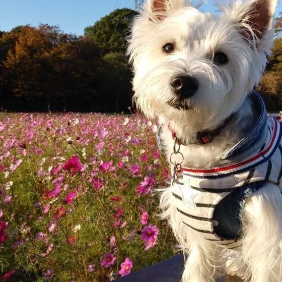 ウエスト・ハイランド・ホワイトテリア