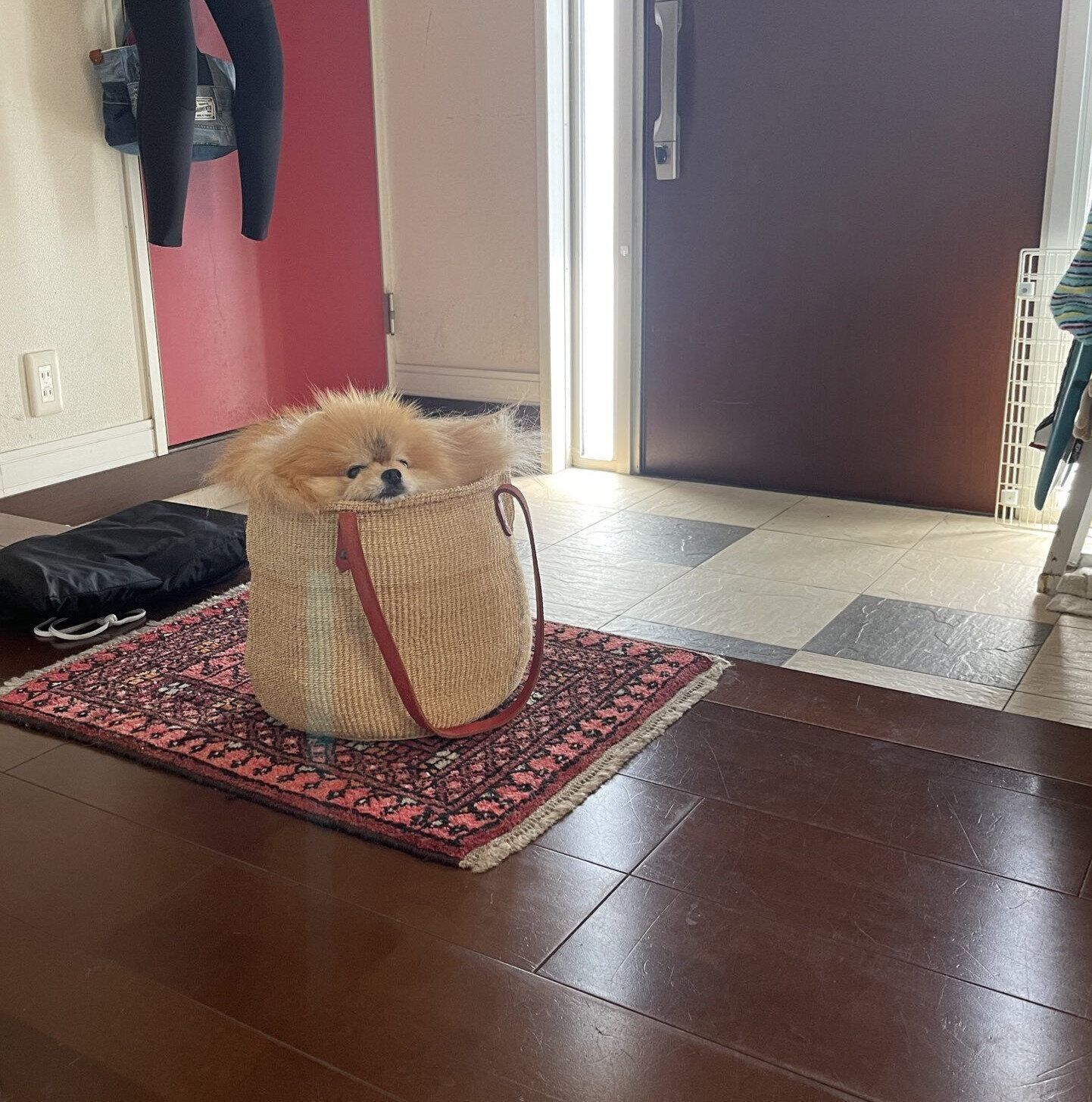 バッグに入るココちゃん