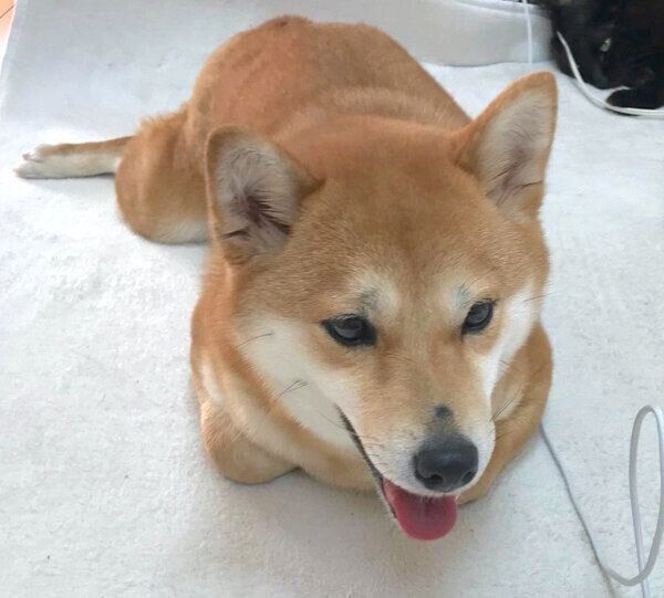 くつろぐミクちゃん