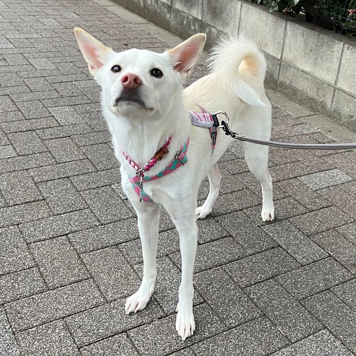 散歩をするハルちゃん