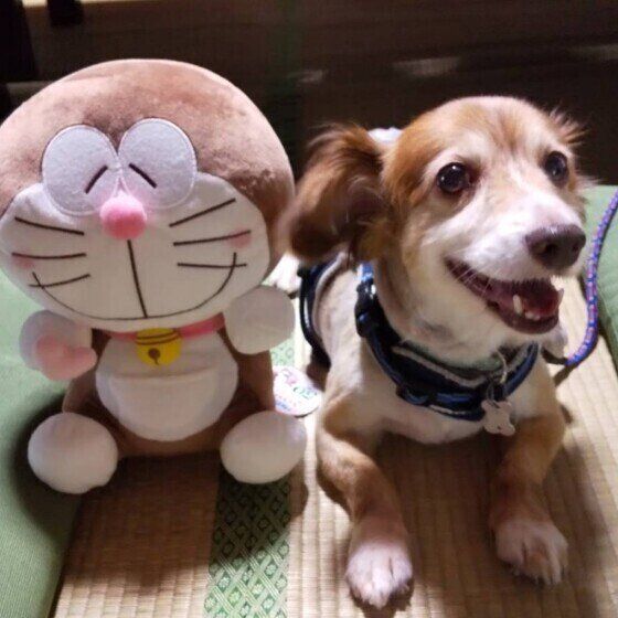 ぬいぐるみと並ぶ犬