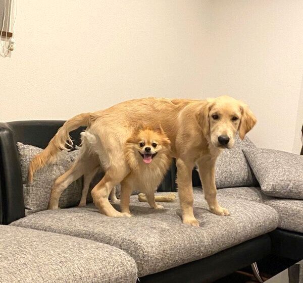 仲良しなぽん吉くんとらん丸くん