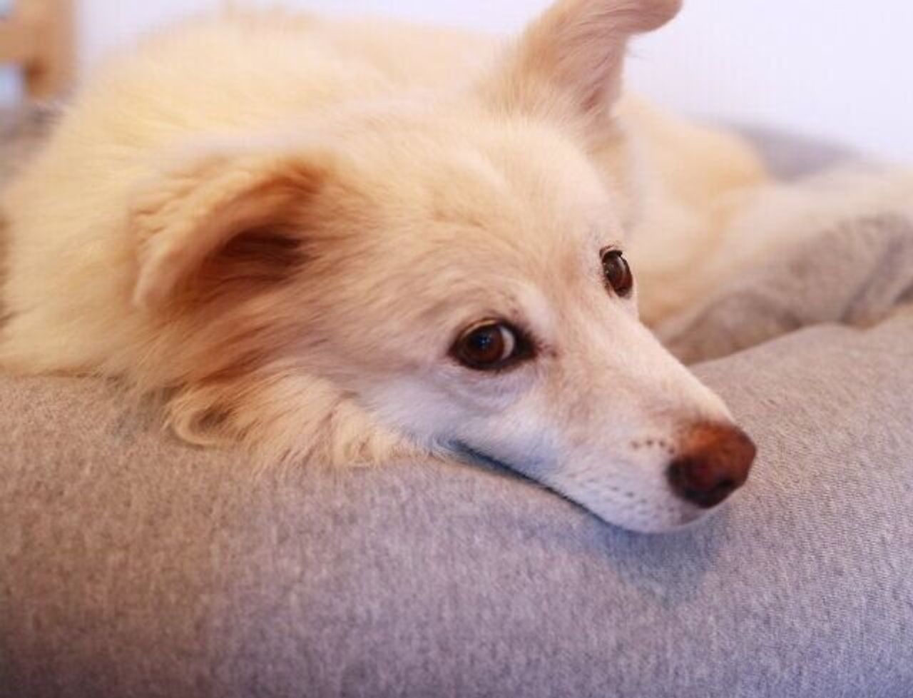 幽霊 についての疑問を真面目に考えてみる 穴澤賢の犬のはなし いぬのきもちweb Magazine 幽霊 についての疑問を真面目に考えてみる 穴澤賢の犬のはなし いぬのきもちweb Magazine