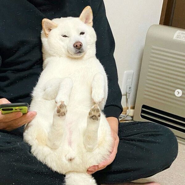 抱っこしてもらうきなこちゃん