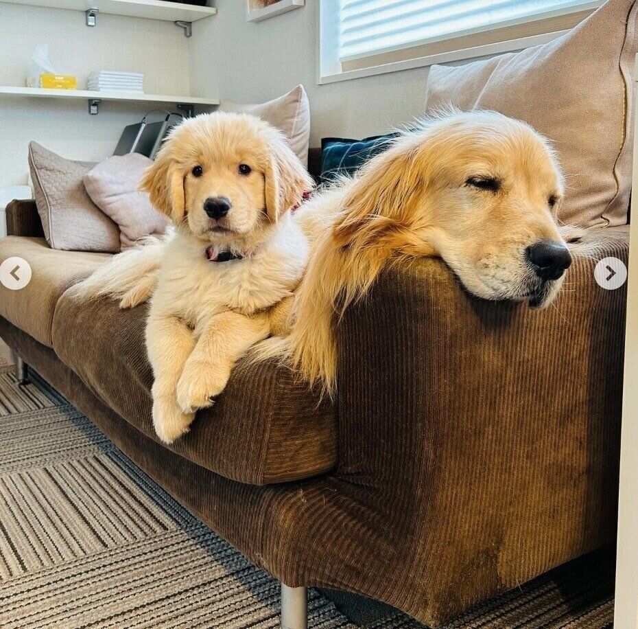 コメちゃんにくっつくイクラちゃん