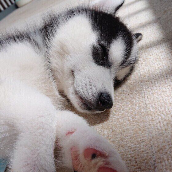 獣医師の往診をどんな時に検討すべき？犬の往診メリットデメリットも いぬのきもち