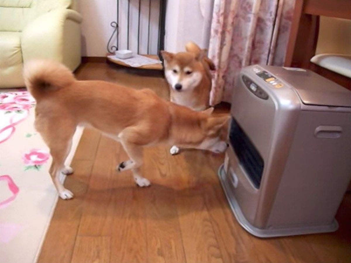 犬動画 寒いね ファンヒーターの前でスタンバイする柴犬がかわいい いぬのきもちweb Magazine 犬動画 寒いね ファンヒーターの前でスタンバイする柴犬がかわいい いぬのきもちweb Magazine